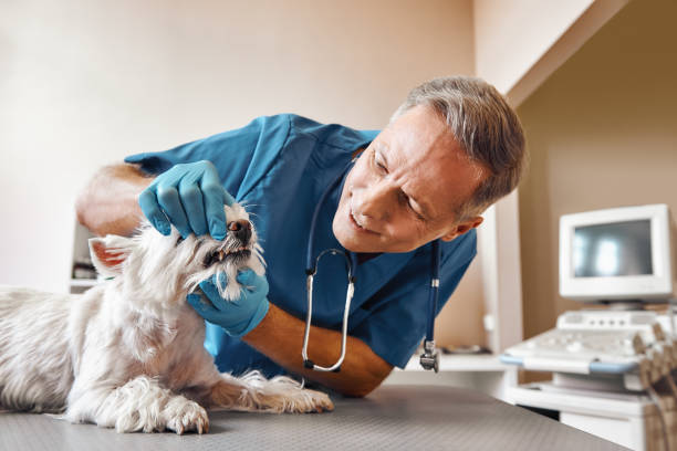 Best Emergency Dental Care for Trauma or Injury in South Blooming Grove, NY